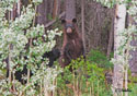 Ursus americanus